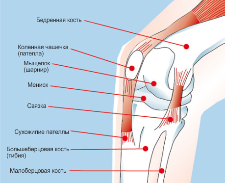 Боль в икре и под коленом