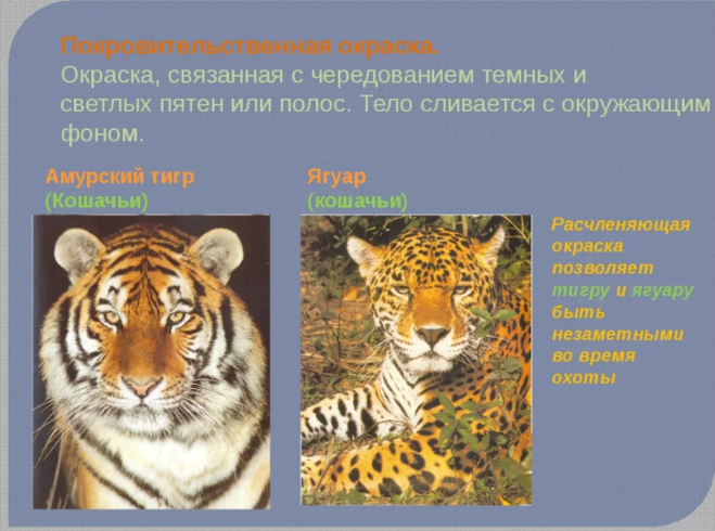 Защитная окраска хищных животных примеры. Окраска животный. виды адаптаций у амурского тигра. защитный окрас животных. защитная окраска животных примеры.