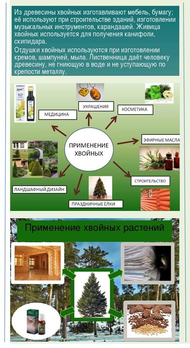 Проект хвойные растения в жизни людей