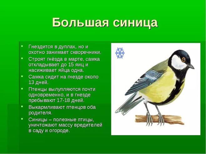 Проект или презентация красная книга синичка Проект или презентация красная книга синичка