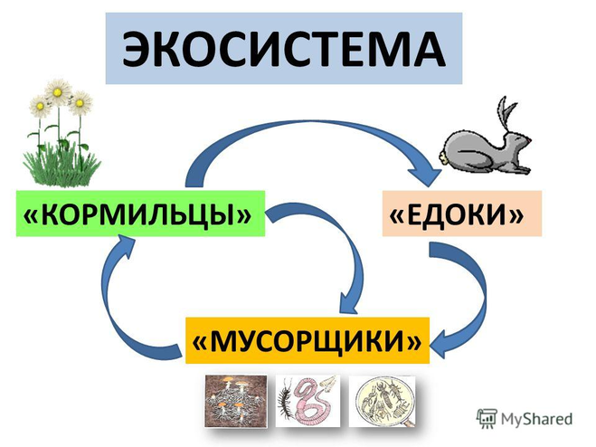 Детский проект закрытая экосистема презентация