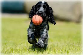 собака спаниель