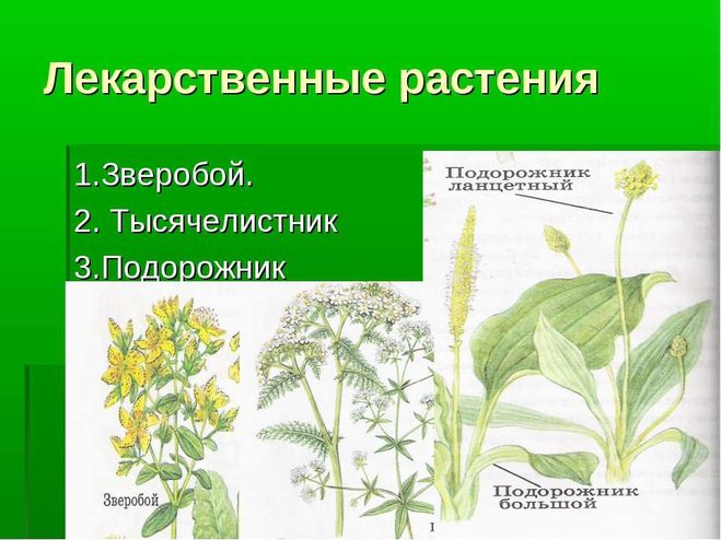 Лекарственные растения примеры 2 класс