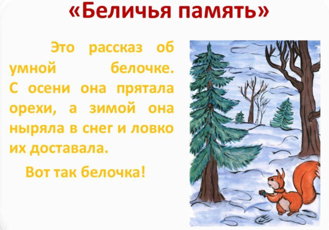 М м пришвин беличья память. Синяя белка рассказ. Чарушин белка с бельчатами рассказ. Пришвин м. Звери в лесу зимой для дошкольников.