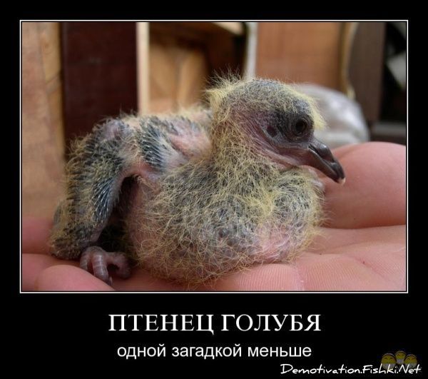 текст при наведении