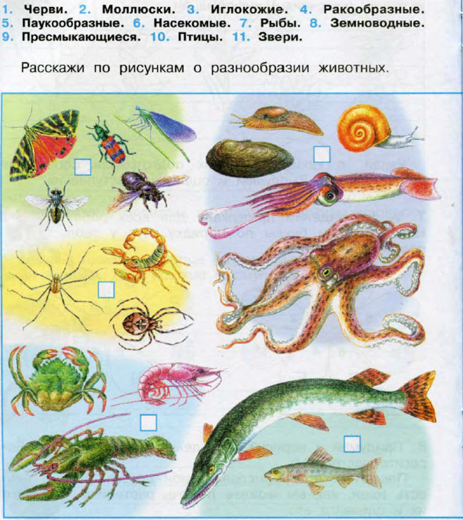 Подберите к каждой группе животных. Окружающий мир. три группы животных. разнообразие животных окружающий мир. разнообразие животных 3 класс рабочая тетрадь.