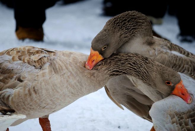 текст при наведении