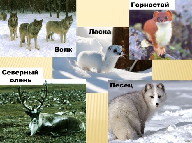 Проект разнообразие природы архангельской области