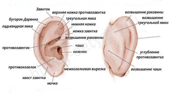 ушная раковина