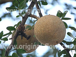 текст при наведении