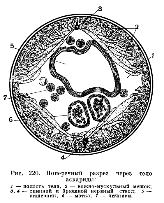 каков цикл развития человеческой аскариды - Школьные Знания.com