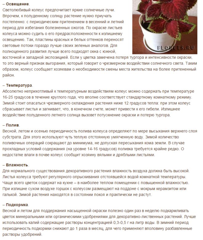 Чем подкормить колеусы для быстрого