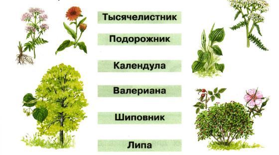 Лекарственные растения примеры 2 класс