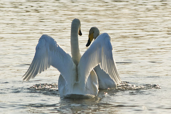текст при наведении