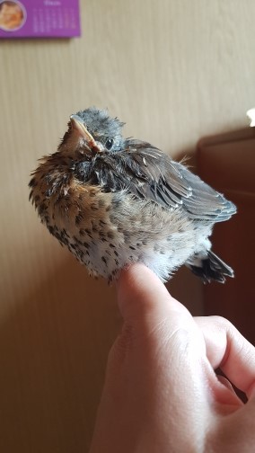 дрозд рябиник