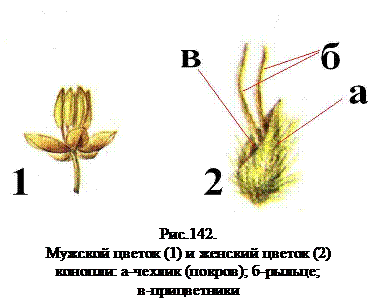 Как определить пол растения. Женское растение конопли. мужские и женские растения конопли. мужское растение. семена конопли мужские и женские.