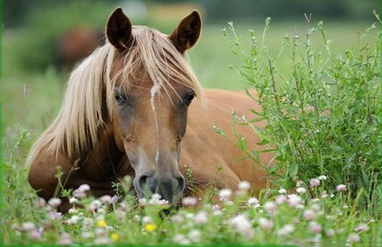 "О чём плачут лошади". Ответы на вопросы