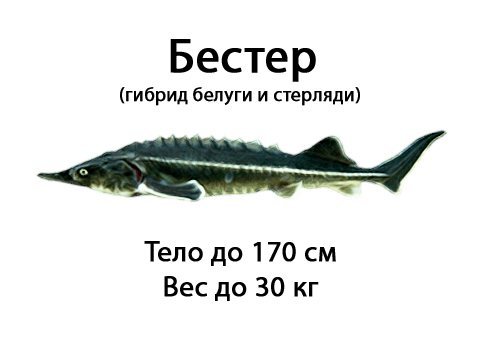 Чем отличается стерлядь от бестера - BlesnaRossii.ru