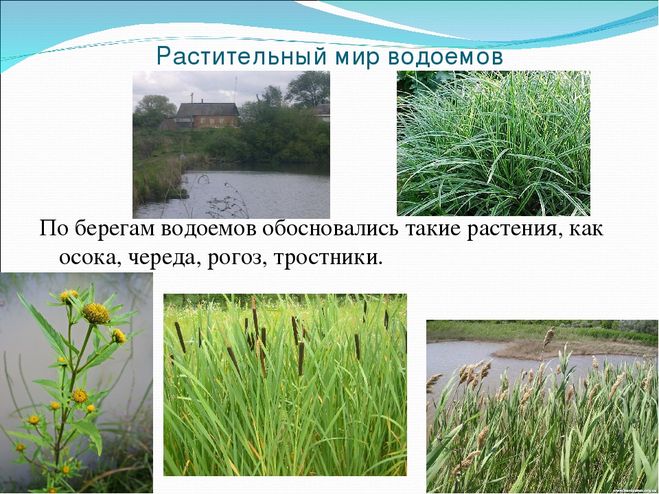 Какие растения и животные встречаются в воде и у воды в твоем крае?