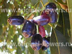 текст при наведении