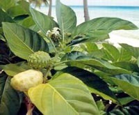 текст при наведении