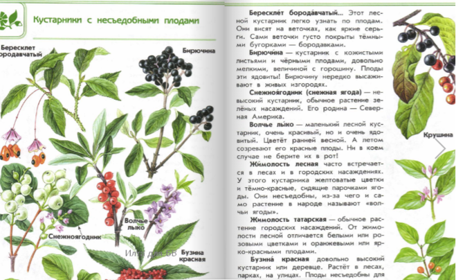 Атлас определить растение 2 класс. Атлас определитель ядовитые растения 2 класс. атлас определитель от земли до неба растения.