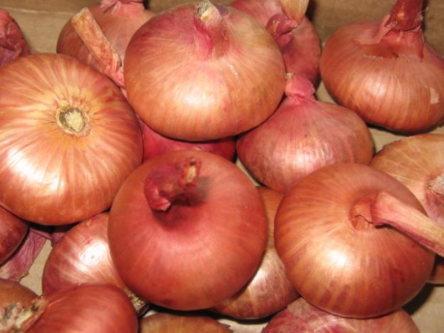 текст при наведении