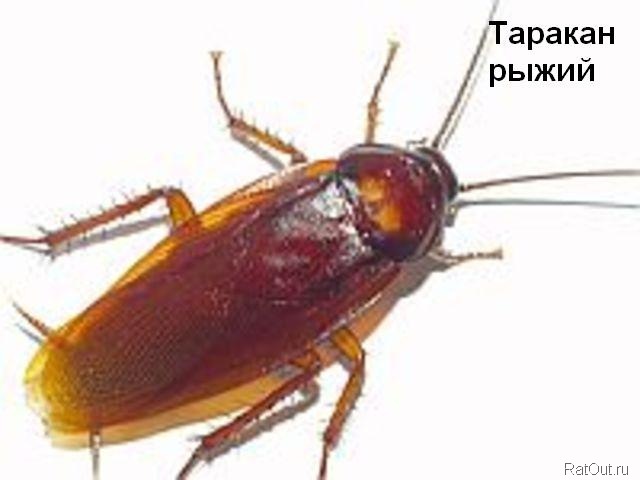 текст при наведении