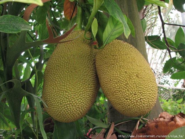 текст при наведении