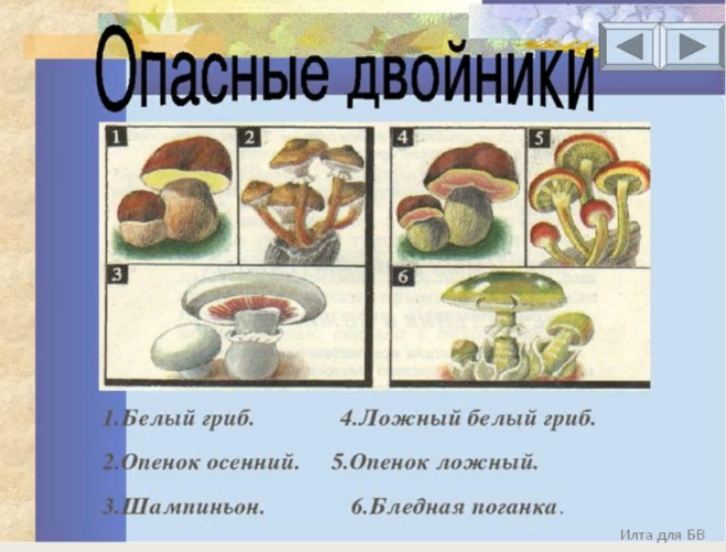 Сообщение опасные грибы 2 класс окружающий мир. Ядовитые грибы двойники опенок шампиньон. лесные опасности 2 класс ядовитые грибы. двойник гриба опенок шампиньон. ядовитые грибы окружающий мир 2.