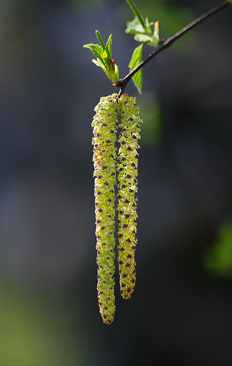 Цветы березы - 138 фото