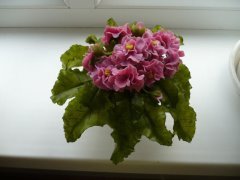 Это фиалка сделана мной . 