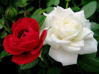 текст при наведении