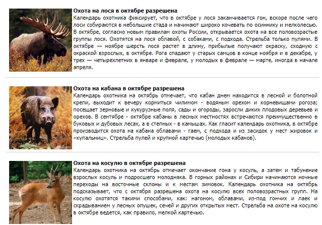 Гон у косули сибирской. Рога косули. Гон у косули сибирской. Гон у косули сибирской. Самец сибирской косули.