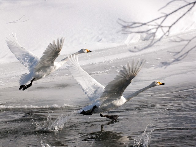 текст при наведении