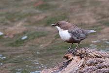 текст при наведении