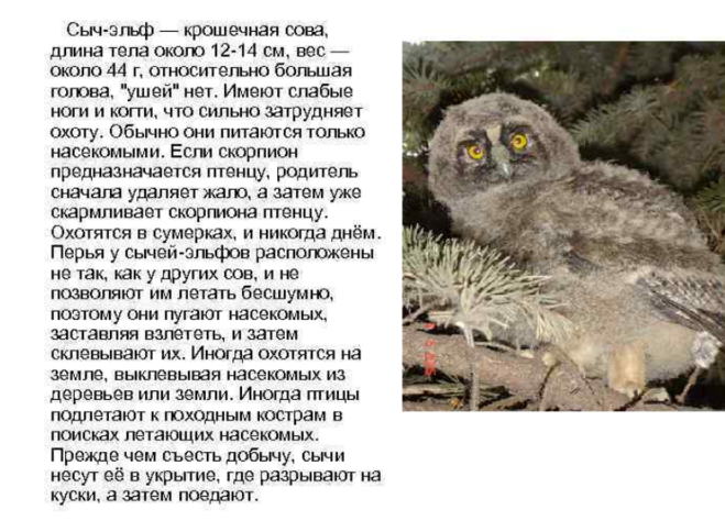 Как кричит сыч по ночам. Сыч птица приметы. сыч кричит возле дома приметы. примета к чему сыч кричит по ночам. крик сыча ночью.