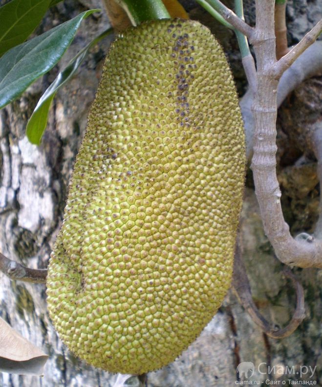 текст при наведении