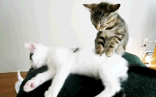 Анимация; Животные; Кошки; Кот; Телефон