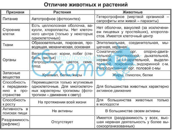 Отличие животных от растений таблица 8 класс. Отличие животных от растений таблица 8 класс