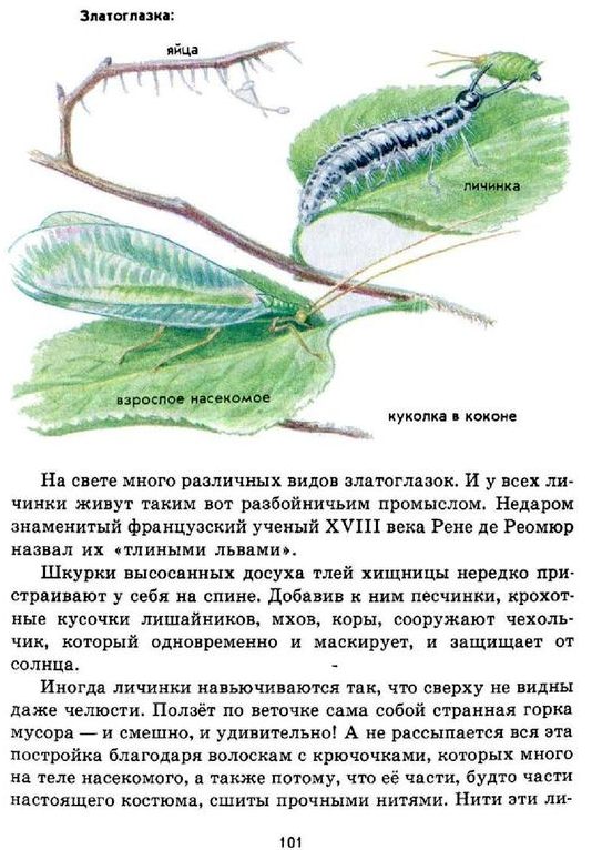 Плешаков зеленые страницы читать. Зелёные страницы. зеленые страницы насекомые. плешаков &quot;зелёные страницы&quot;. куколка златоглазки.