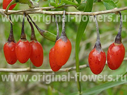 текст при наведении