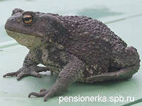 текст при наведении