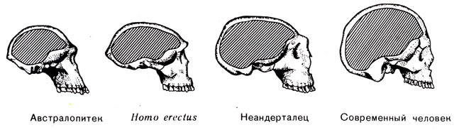текст при наведении